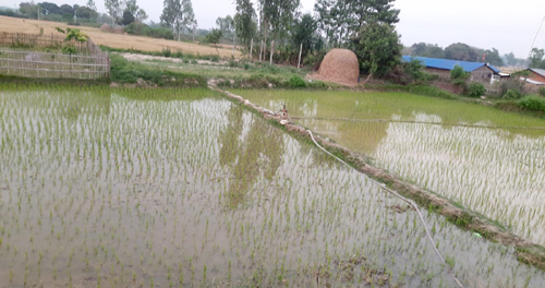 चैते धानबालीको उत्पादनमा वृद्धि हुने